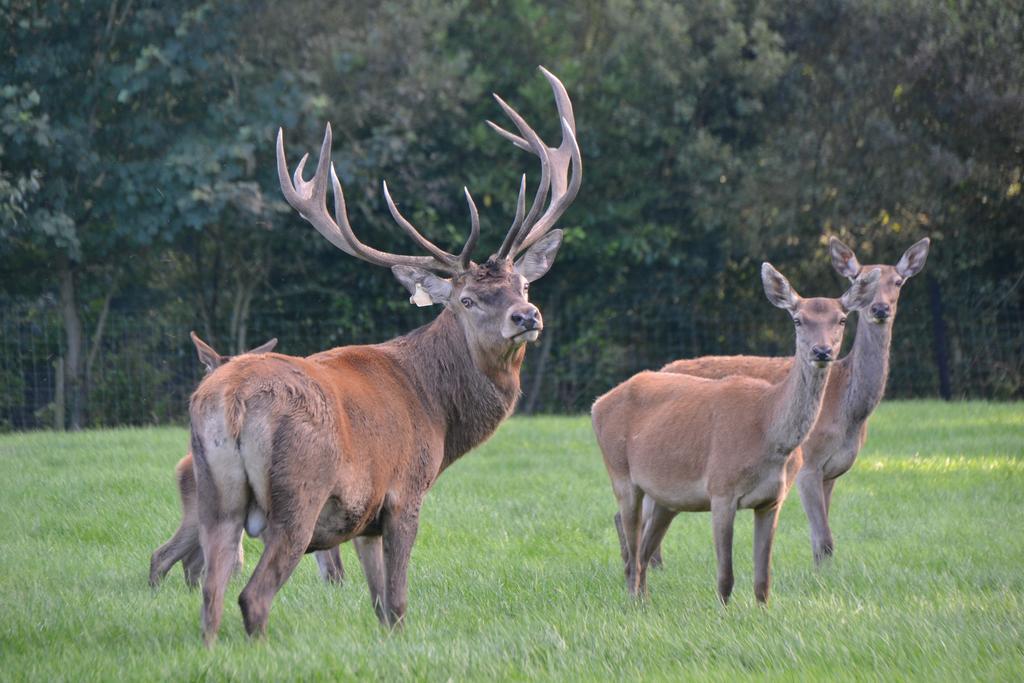 Ballinwillin House Mitchelstown Luaran gambar