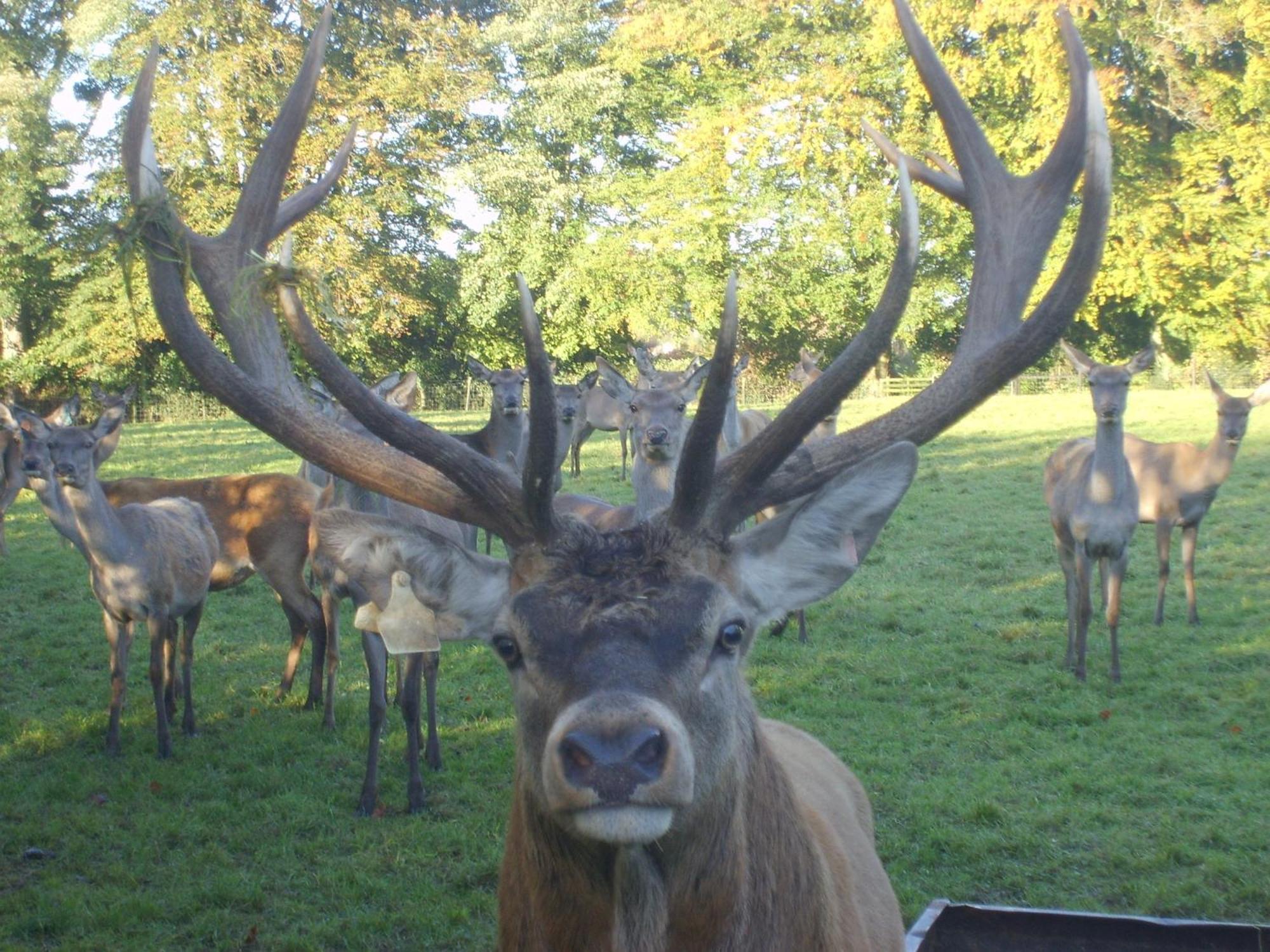 Ballinwillin House Mitchelstown Luaran gambar